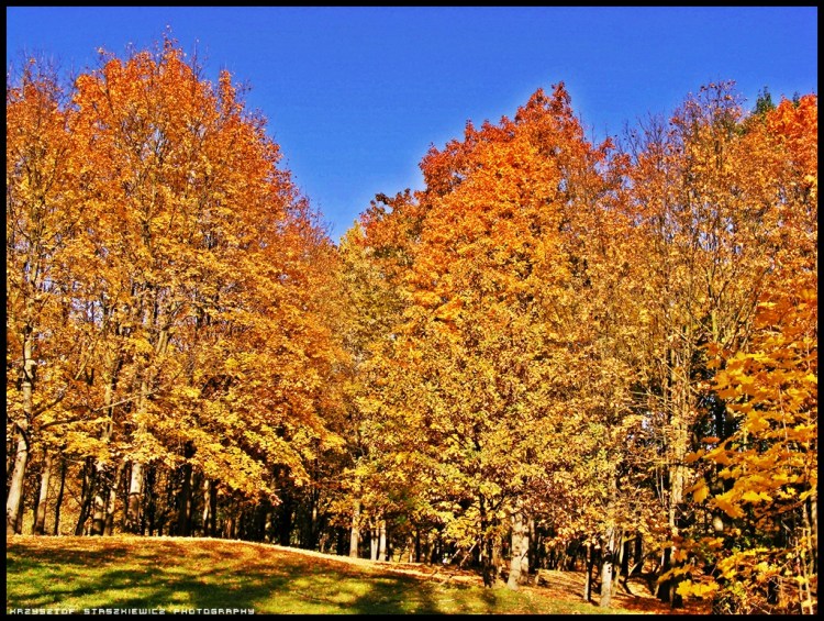 Jesienne drzewa