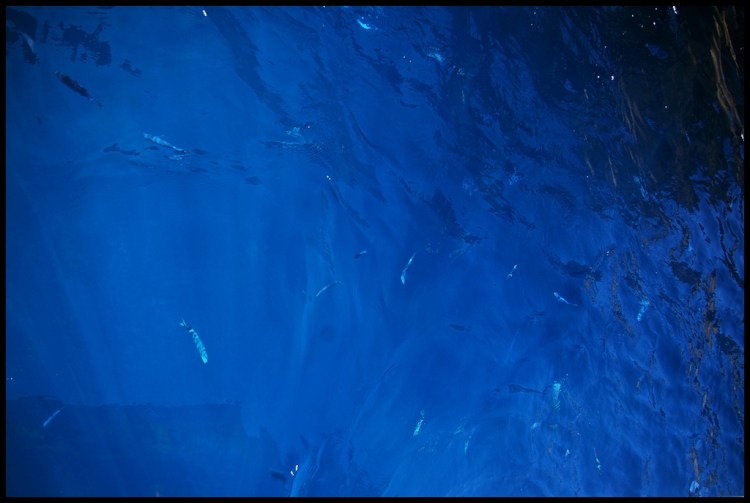 Krystalicznie czysta woda w rezerwacie Scandola. Taka czysta woda jest praktycznie na każdej plaży na Korsyce