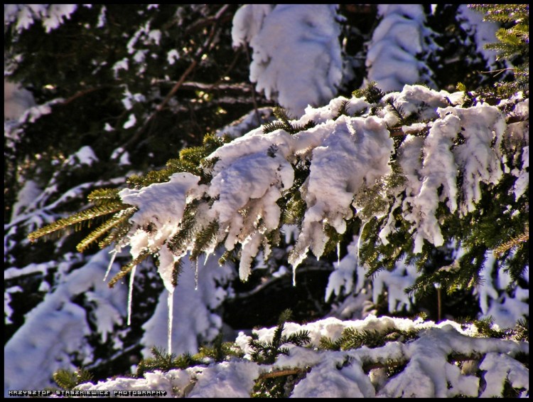 Zimowa gałąź przy jednym z fajniejszych stoków Limanowa SKI