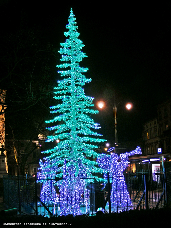 Choinka na Placu Wszystkich Świętych w Krakowie