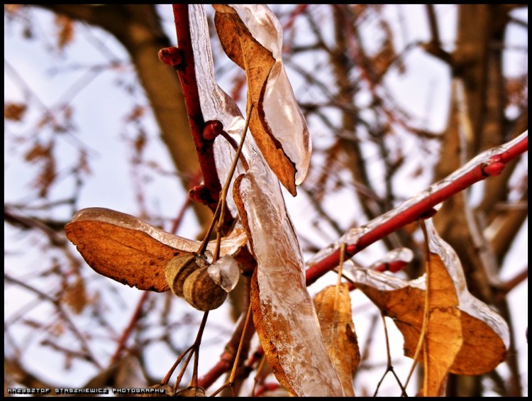 Lód będący efektem dość mocno padającego marznącego deszczu, który padał w ubiegłym tygodniu.