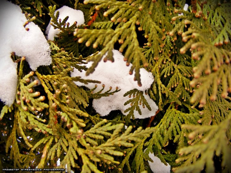 Zimowa gałązka i śnieg