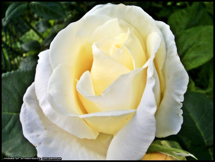 Kwiat na działce. Takie wspomnienie lata podczas zimy, która mogłaby się już skończyć.