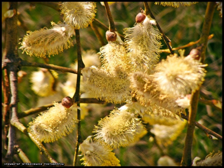 Pączki na wierzbie.