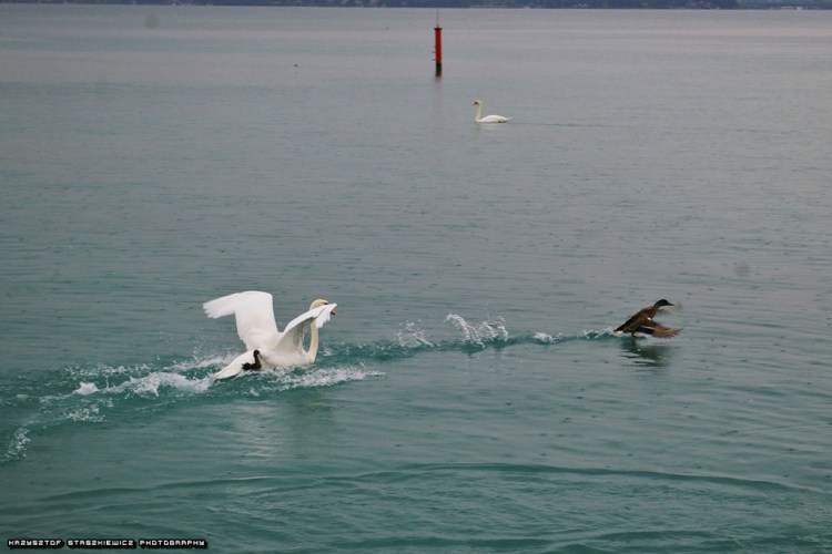 Łabędź odstraszający kaczkę, która najwyraźniej go delikatnie rzecz ujmując zdenerwowała.