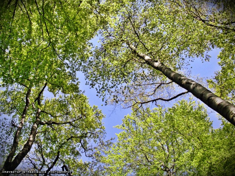 Wiosenne, no już prawie letnie korony drzew w Lesie Wolskim.  To zdjęcie zrobione parę lat temu na wiosnę, a jednocześnie rozpoczęcie cyklu wiosennych zdjęć na które wybieram się w weekend.