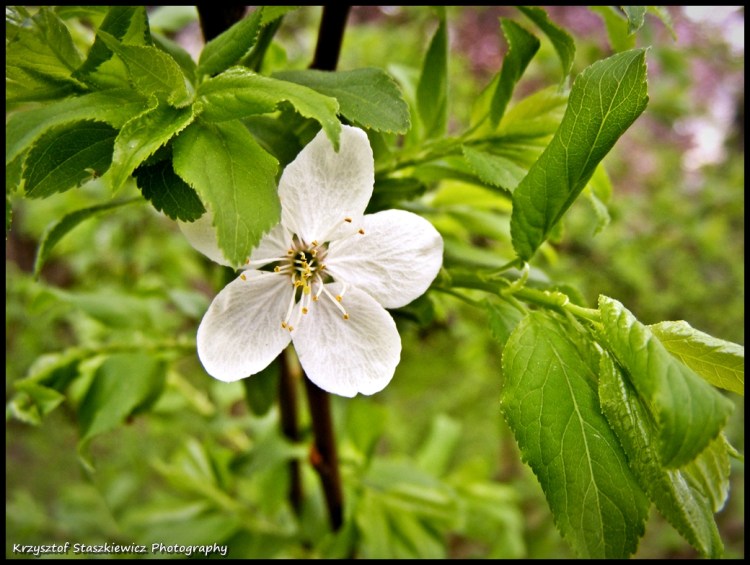 Wiosenny kwiatek