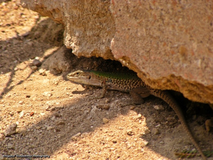 Jaszczurka, ukrywająca się upałem w ruinach Herkulaneum.