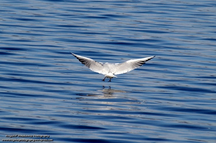 Mewa podchodząca do lądowania na jeziorze Chiemsee w Niemczech.
