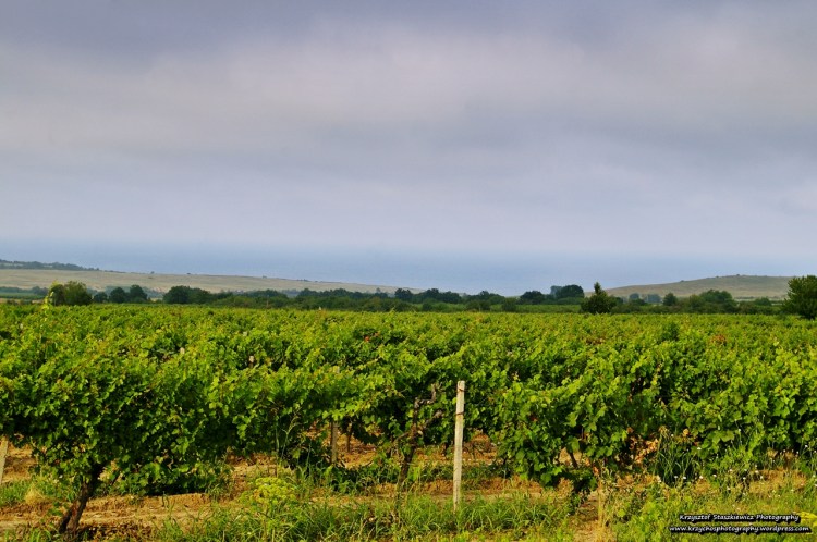 W drodze ze Słonecznego Brzegu do Varny, oprócz dawnych klimatów można spotkać piękne krajobrazy. Na zdjęciu, na pierwszym planie winnica, a w tle morze Czarne.