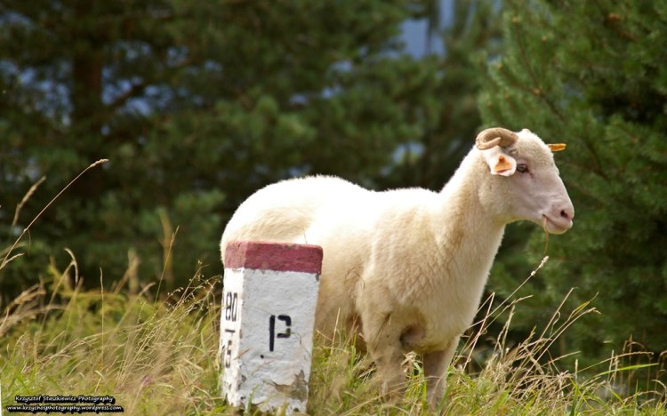 Taki o to dylemat miał ten baran na granicy Polsko-Słowackiej, w okolicach Durbaszki... w zasadzie nie tylko on, całe stado miało ten dylemat.
