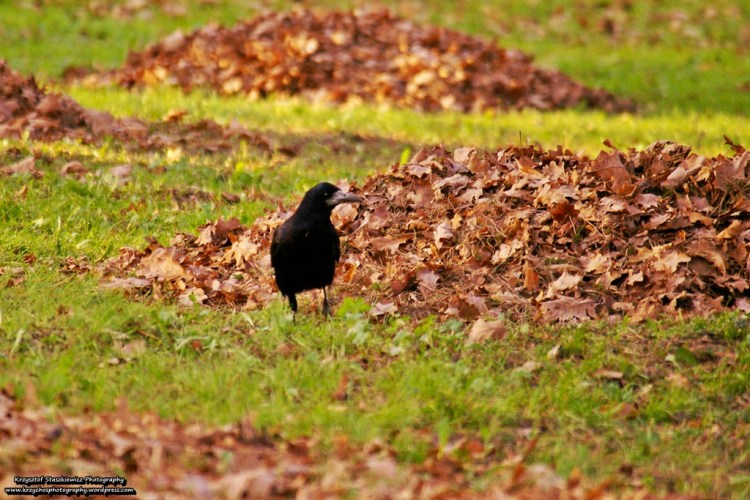 Wspomnienie ubiegłorocznej jesieni. Patrząc na pogodę za oknem coraz częściej możemy poczuć, że ta przepiękna pora roku zbliża się do nas małymi kroczkami.  A na zdjęciu Gawron spacerujący pomiędzy liśćmi.