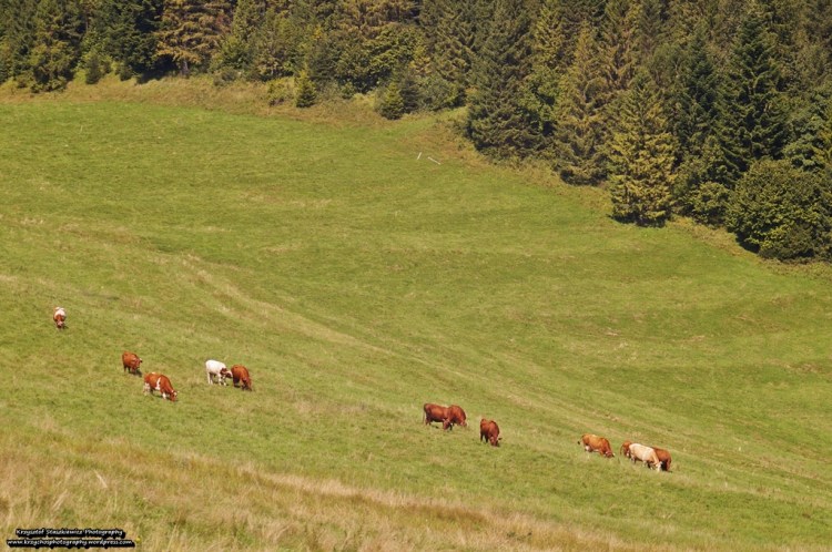 Krowy pasące się w okolicy szczytu Huściawa.