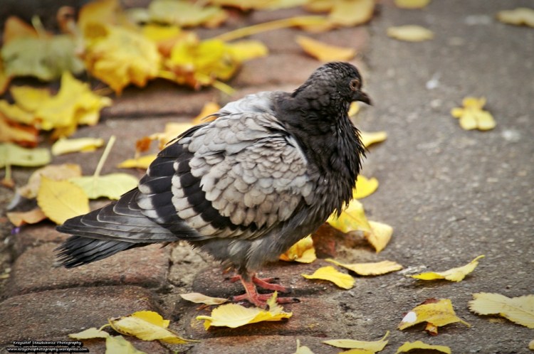 Gołąb spacerujący po krakowskich plantach.
