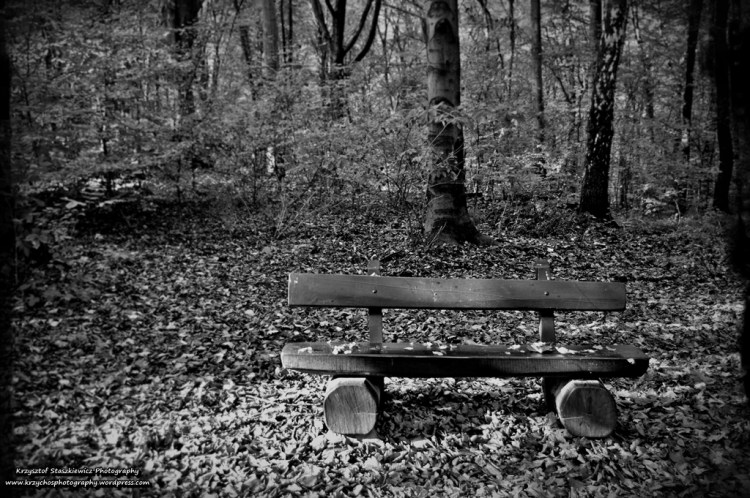 Samotna ławka w jesiennym otoczeniu. 