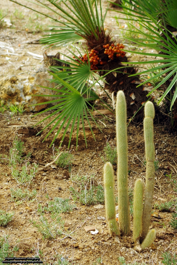 Jeden z licznych kaktusów w Ogrodzie Kaktusów, który znajduje się na wzgórzu Mantjuic w Barcelonie.