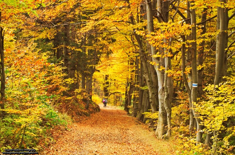 Jesienny szlak w Beskidzie Żywieckim.