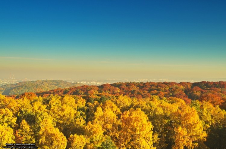 Widok z Kopca Piłsudskiego na ,,Złoty" Las Wolski.