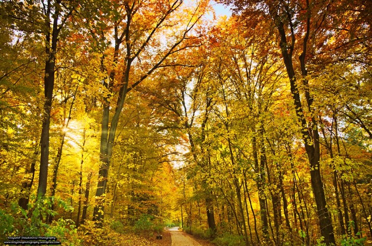 Jak widać Złota, polska jesień panuje nie tylko w górach, można ją spotkać niemal na każdym kroku w mieście, ale zgodnie z tradycją, najpiękniej jest w Lesie Wolskim. 