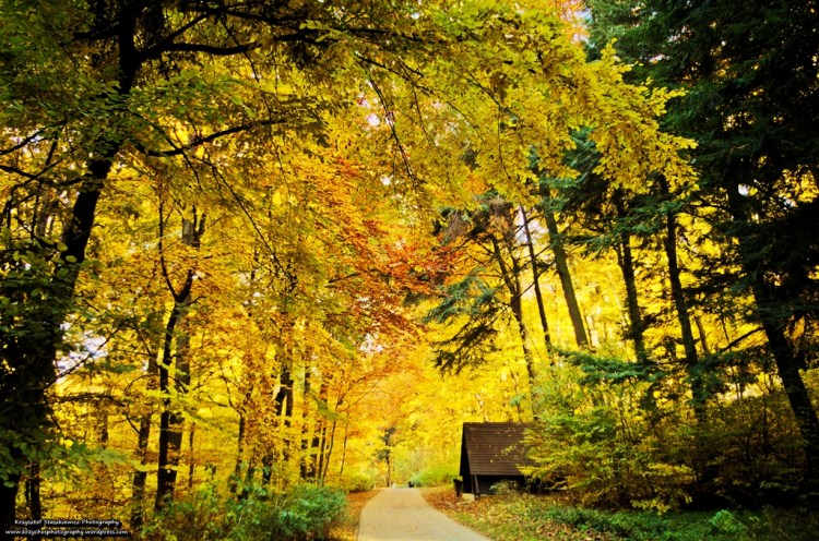 Jesienna Aleja Wędrowników... I jak tutaj nie uwielbiać Lasu Wolskiego? 