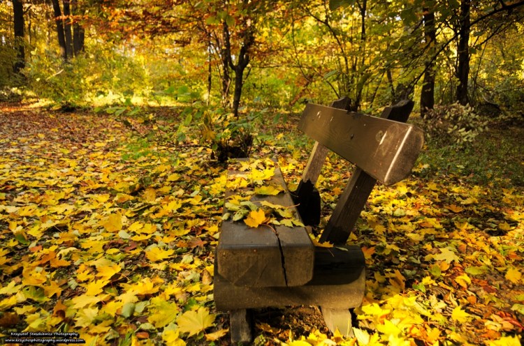 Ławeczka na szlaku prowadzącym na Kopiec Piłsudskiego. 
