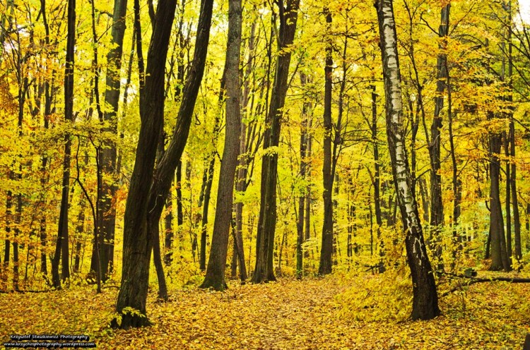 Jesienny spacer, po jesiennym szlaku w jesiennym Lesie Wolskim. 