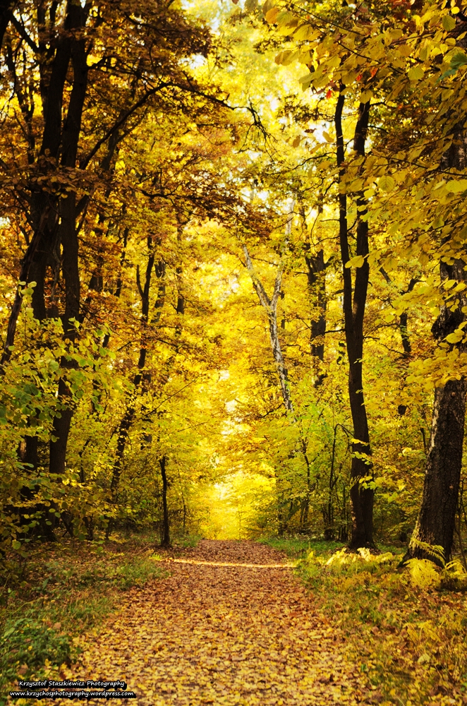 Złoty dywan stworzony przez opadłe liście, na szlaku z Zakamycza do Lasu Wolskiego.