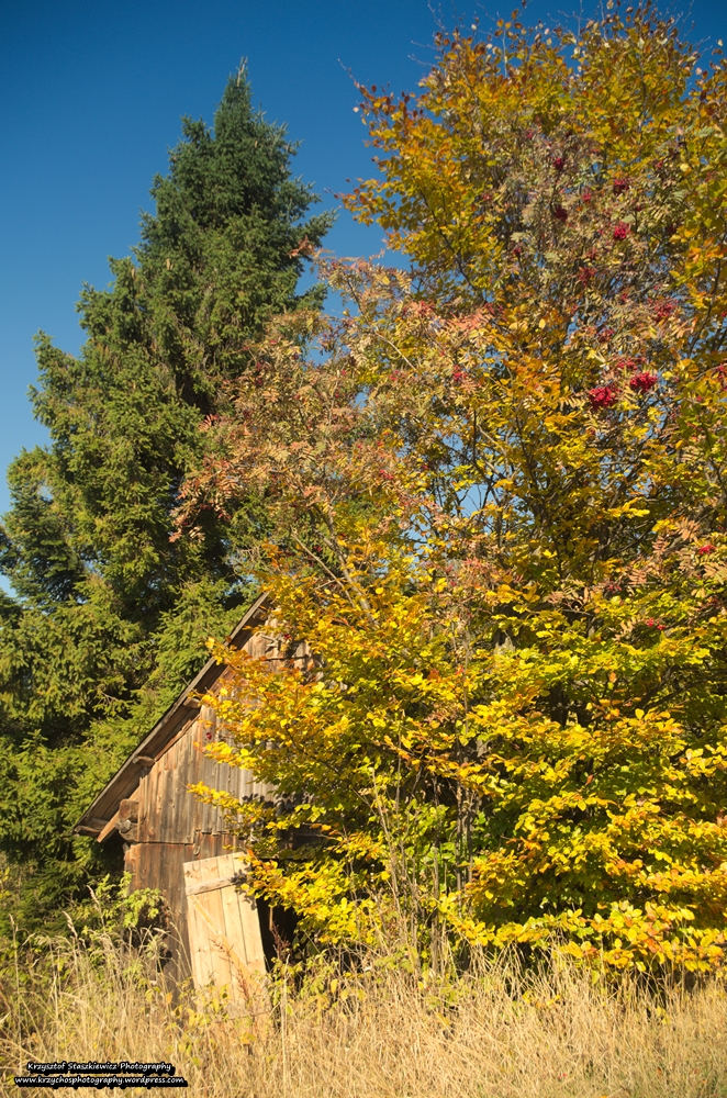 Chatka, gdzieś w Beskidach, ukryta między jesiennymi kolorami drzew.