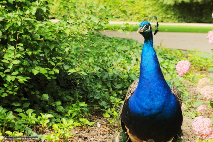 Jeden z kilku pawi, przechadzających się po Łazienkach Królewskich.