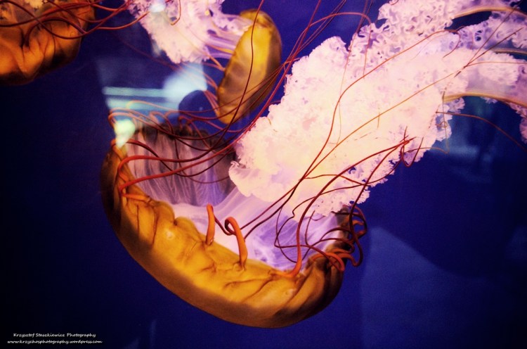 Jedna z wielu pięknych meduz, które można zobaczyć w Dubai Aquarium. Szczerze polecam wybrać się do tego akwarium, ale najpierw sprawdzić, czy nie ma w internecie kuponów z wejściem do Burj Khalifa + Dubai Aquarium + Dubai Underwater Zoo. Można sporo oszczędzić.