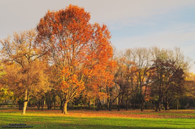 Jesień w budapesztańskim parku - Városliget