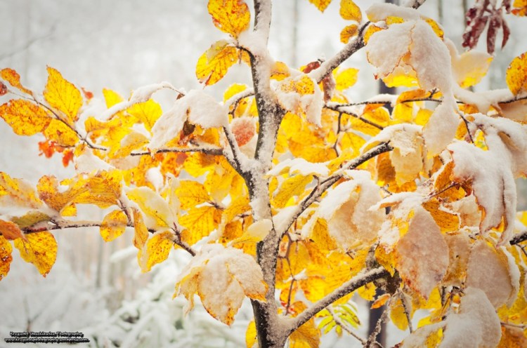 Natura zdecydowanie nie mogła się zdecydować, czy chce by jeszcze była jesień czy już zima.