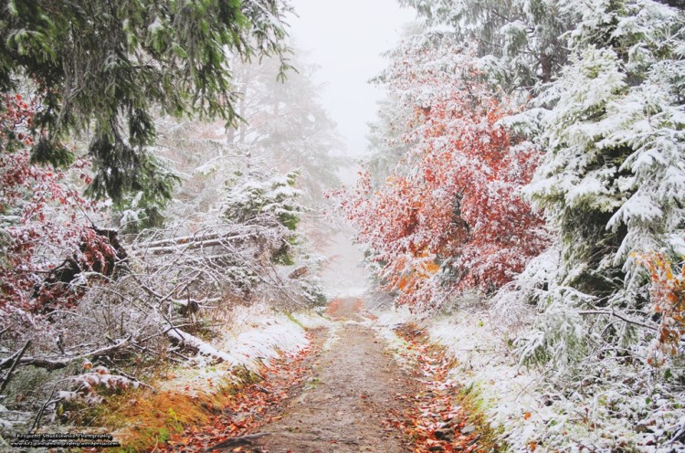 Pierwsze oznaki zimy w Beskidzie Żywieckim. W ciągu jednej nocy aura z pięknej złotej jesieni, zmieniła się na zimową.