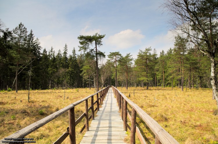 Wielkie Torfowisko w Górach Stołowych.