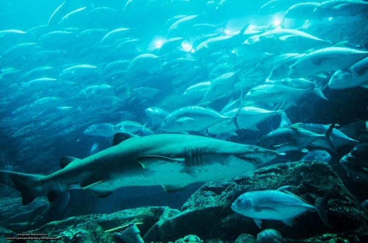 Takie tam małe, ładne rybki w Akwarium w Dubaju... o Rekin.